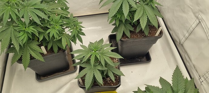 Growreport Bild 15