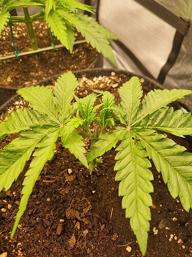Growreport Bild 32