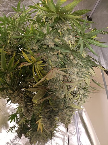 Growreport Bild 5