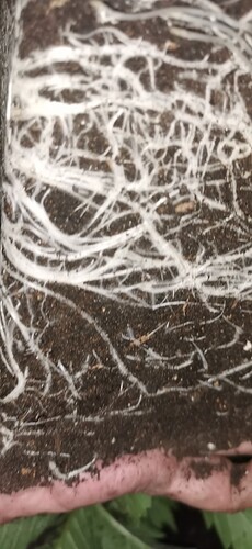 Growreport Bild 18