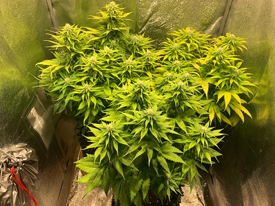 Growreport Bild 2