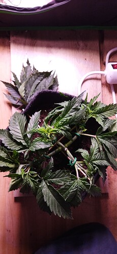 Growreport Bild 4