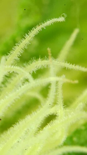 Growreport Bild 46