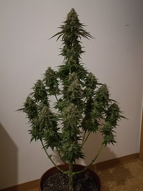Growreport Bild 35
