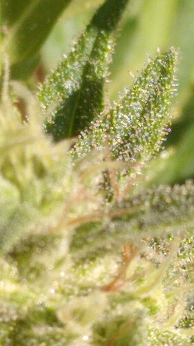Growreport Bild 15