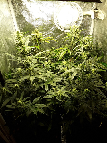Growreport Bild 5