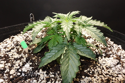 Growreport Bild 7