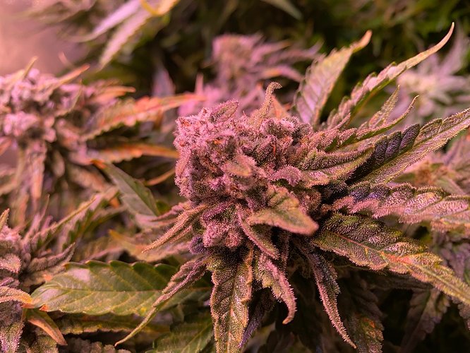 Growreport Bild 31