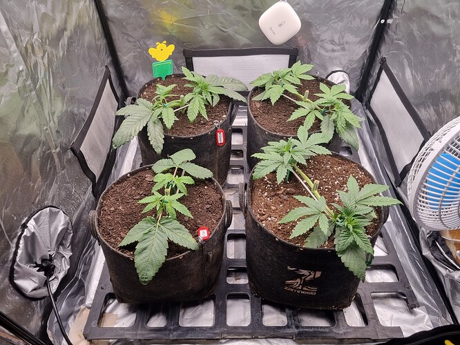 Growreport Bild 33