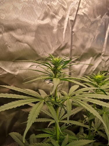 Growreport Bild 38