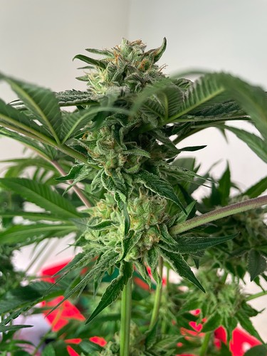 Growreport Bild 4