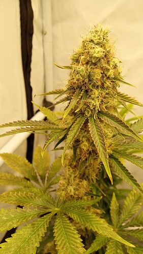 Growreport Bild 3