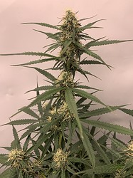 Growreport Bild 3