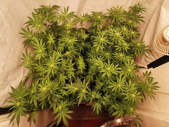 Growreport Bild 1