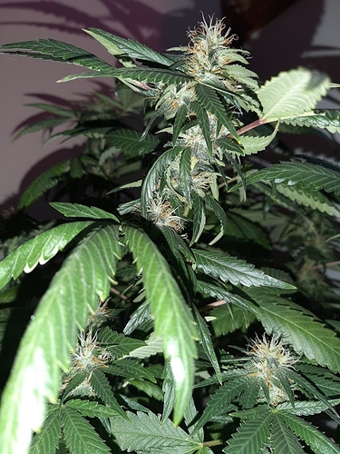 Growreport Bild 15
