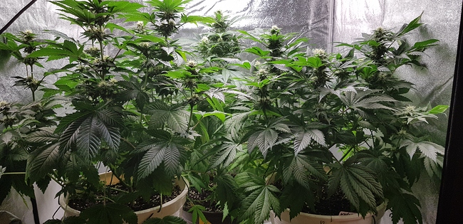 Growreport Bild 5