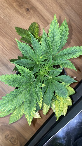 Growreport Bild 22