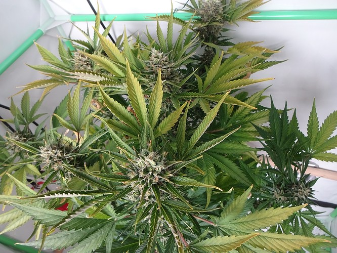 Growreport Bild 2