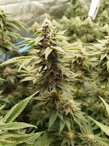 Growreport Bild 5