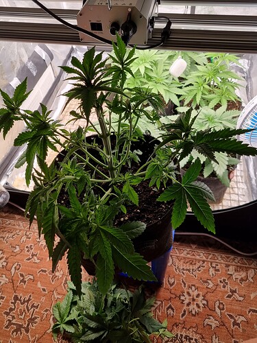 Growreport Bild 17