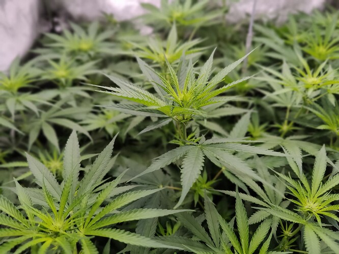 Growreport Bild 18