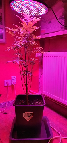 Growreport Bild 1