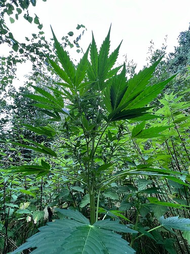 Growreport Bild 8