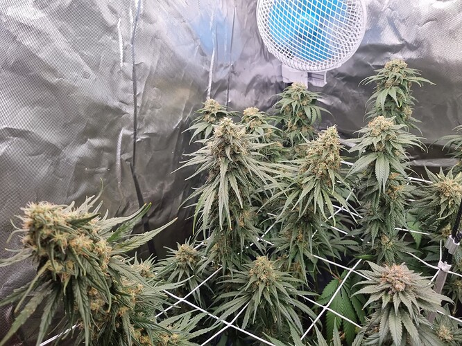 Growreport Bild 8