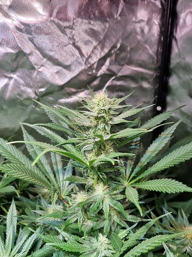 Growreport Bild 9