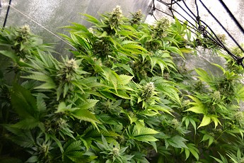 Growreport Bild 2