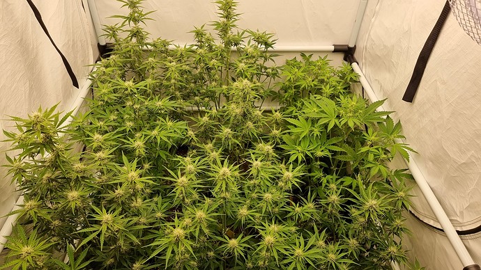 Growreport Bild 3