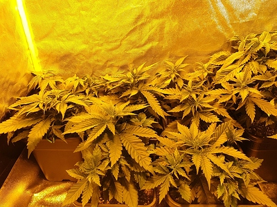Growreport Bild 41