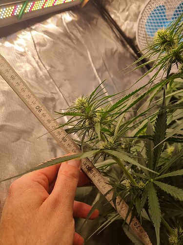 Growreport Bild 17