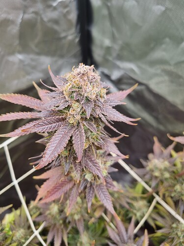 Growreport Bild 34