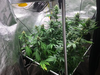 Growreport Bild 1