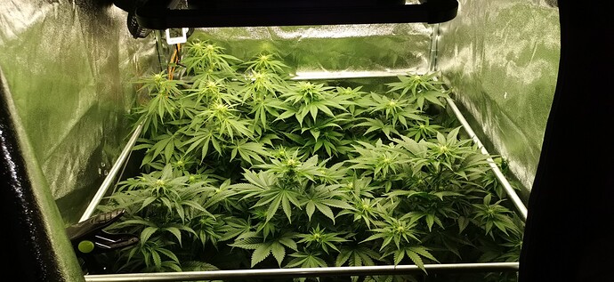 Growreport Bild 9