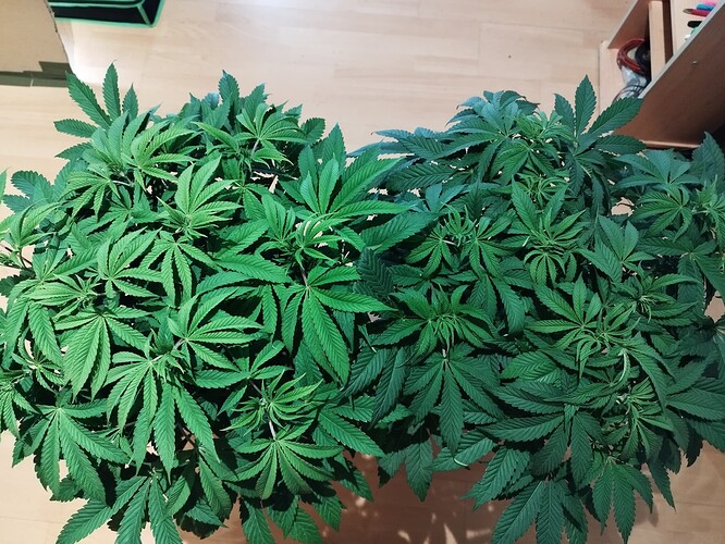 Growreport Bild 8