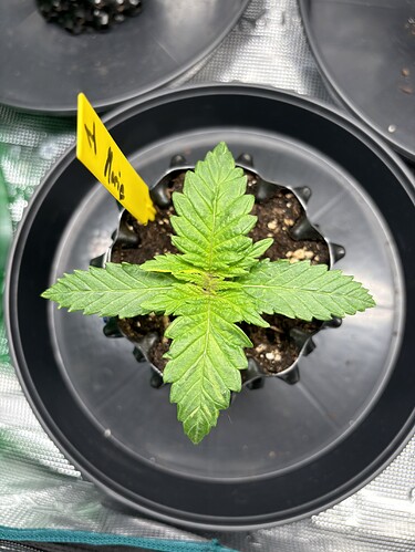 Growreport Bild 41