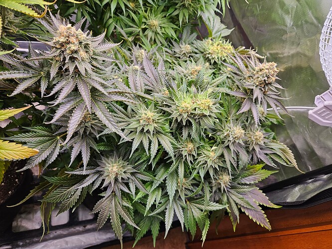 Growreport Bild 17