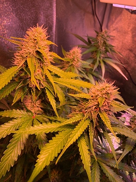 Growreport Bild 1