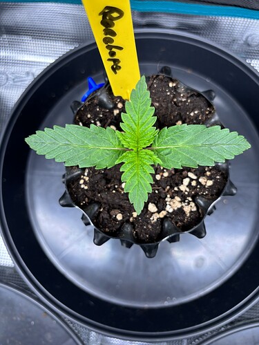 Growreport Bild 65