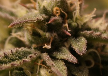 Growreport Bild 14