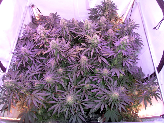 Growreport Bild 9