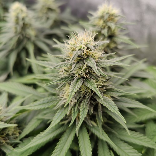 Growreport Bild 8
