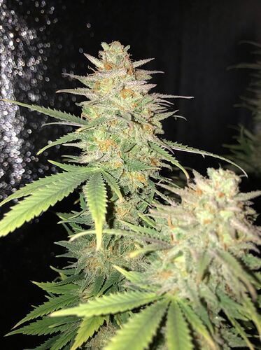 Growreport Bild 19