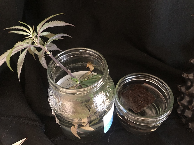 Growreport Bild 8