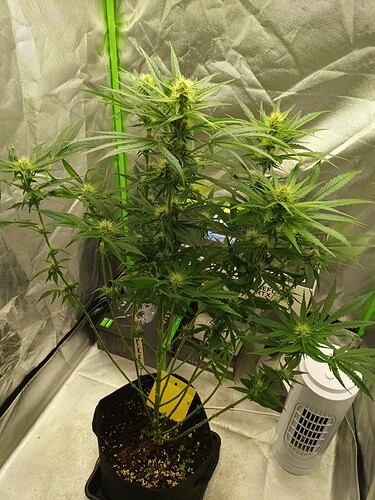 Growreport Bild 1