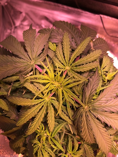 Growreport Bild 6