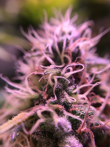 Growreport Bild 50