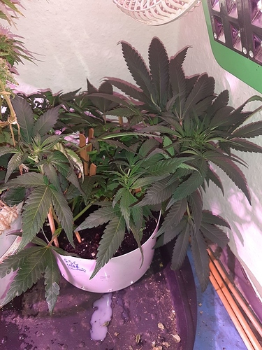 Growreport Bild 18